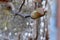 Pignut Hickory Leaf Bud 09