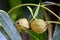 Pignut Hickory Nut Duo with Leaves 01