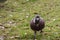 Pigon bird in green grass. High quality Photo