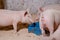 Pigs adolescents on in a pig farm