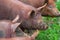 Pigs agriculture pork farm dirt animals agriculture livestock