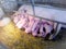 Pigs baby birth day on farm