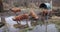 Pigs behind an electric fence