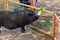 Pigs being hand fed in their pens at the farm fair exhibition