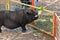 Pigs being hand fed in their pens at the farm fair exhibition