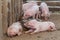 Pigs are brought together food stall in the build out of wood.