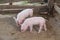 Pigs are brought together for a walk in a wood enclosure.
