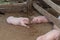 Pigs are brought together for a walk in a wood enclosure.