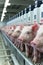 Pigs in cells in a row in modern farm standing next to each other. Electronic devices in farm