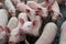 Pigs diseases. African swine fever in Europe.