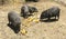 Pigs Eating Bananas at Wildlife Sanctuary