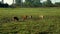 Pigs eating green grass on field at livestock farming. Cute piglet at farm