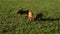 Pigs eating green grass on field at livestock farming. Pig farming.