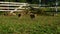 Pigs eating green grass on field at rural farm. Pig farming. Livestock farm