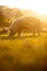 Pigs eating on a meadow in an organic meat farm