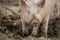 Pigs eating in an organic meat farm