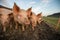 Pigs eating  in an organic meat farm