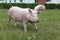 Pigs enjoying sunshine on green grass near the farm