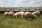 Pigs enjoying sunshine on green grass near the farm