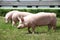 Pigs enjoying sunshine on green grass near the farm