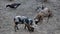 Pigs in Estancia. Bolivia, south America.