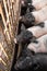 Pigs family in pigsty, look into camera. dirty and happy. Farm life