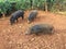 Pigs on Farm on Kauai Island, Hawaii.