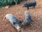 Pigs on Farm on Kauai Island, Hawaii.