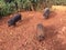 Pigs on Farm on Kauai Island, Hawaii.
