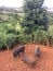 Pigs on Farm on Kauai Island, Hawaii.