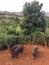 Pigs on Farm on Kauai Island, Hawaii.