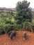 Pigs on Farm on Kauai Island, Hawaii.