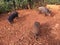 Pigs on Farm on Kauai Island, Hawaii.
