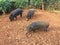 Pigs on Farm on Kauai Island, Hawaii.