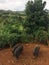 Pigs on Farm on Kauai Island, Hawaii.