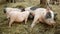 pigs in a farm. The pig is breastfeeding small piglets. Piglets wave their tails with pleasure.