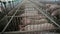 Pigs on the farm. Pigs and piglets behind bars. Pink pigs in a cage. Organic farming