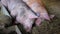 Pigs on a farm are shivering with cold while sleeping