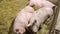 Pigs on the farm. Swines. Close up view