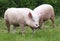 Pigs farming raising breeding in animal farm rural scene