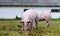 Pigs farming raising breeding in animal farm rural scene