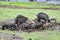 Pigs in a field in the rural Andes of Peru