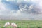 Pigs on flowers field and sky background with happy morning sunlight