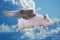 When Pigs Fly, Flying Pig