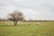 Pigs graze on the eco farm green pasture in nature, countryside, rural landscape