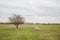 Pigs graze on the eco farm green pasture in nature, countryside, rural landscape