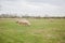 Pigs graze on the eco farm green pasture in nature, countryside, rural landscape