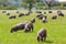 Pigs graze on farm in countryside of Badajoz