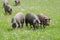 Pigs graze on farm in countryside of Badajoz, Extremadura