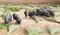 Pigs grazing through handmade brooms